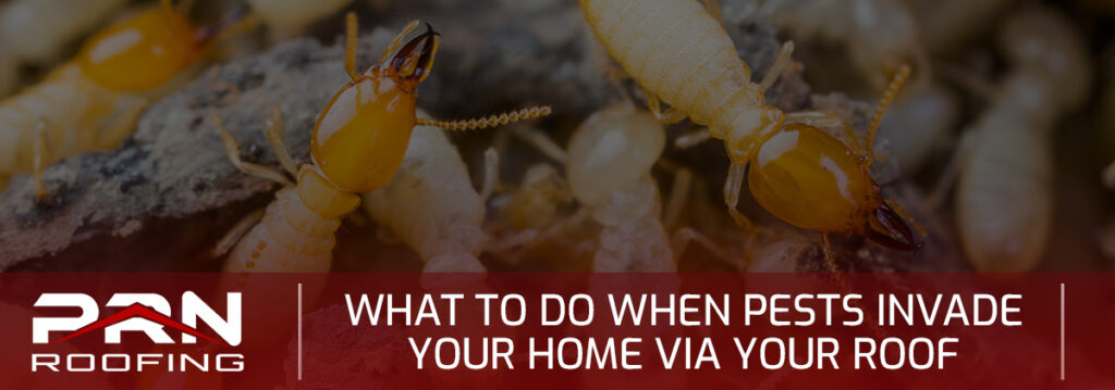 What to Do When Pests Invade Your Home Via Your Roof